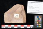 Foto (Objekt + Etikett) von Quercus palaeoilex Ettingshausen (NHMW-GEO-2024-0188-0769)